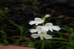 Habenaria panchganiensis